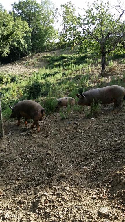 Agriturismo L'Antico Casolare Castelcivita المظهر الخارجي الصورة